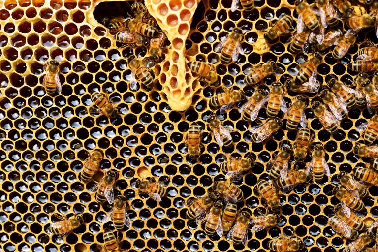 Einladung zu Ferienveranstaltung „Die fleißigen Bienen“ – jetzt noch schnell anmelden!